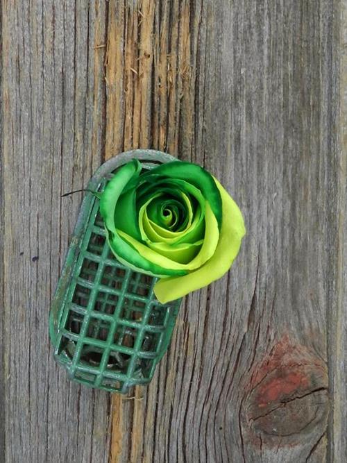 GREEN & YELLOW  TINTED ROSE